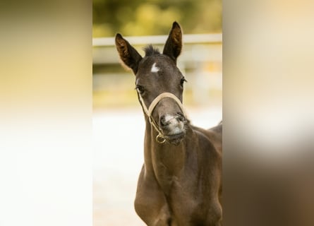 Hanoverian, Stallion, Foal (04/2026), 17 hh, Smoky-Black