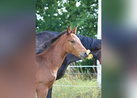 Hanoverian, Stallion, , 17,1 hh, Bay-Dark