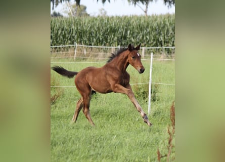 Hanoverian, Stallion, Foal (05/2025), 17,1 hh, Bay-Dark