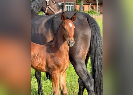 Hanoverian, Stallion, , 17,1 hh, Bay-Dark