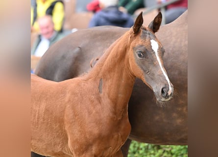 Hanoverian, Stallion, Foal (05/2024), Bay-Dark