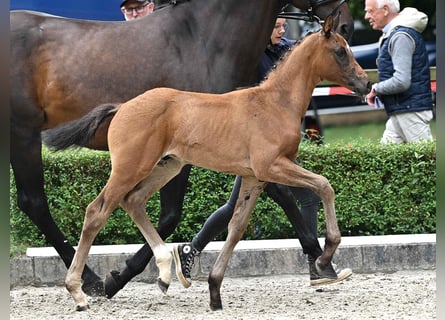 Hanoverian, Stallion, Foal (05/2025), Bay-Dark