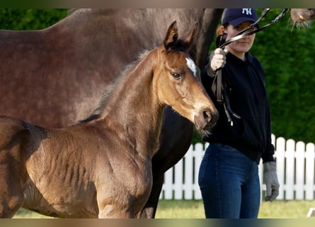 Hanoverian, Stallion, , Bay-Dark