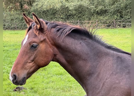 Hanoverian, Stallion, Foal (04/2025), Bay-Dark