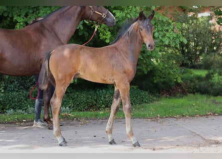 Hanoverian, Stallion, , Bay-Dark