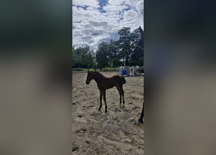 Hanoverian, Stallion, Foal (01/2024), Bay-Dark