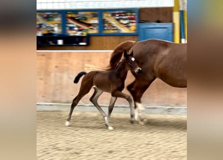 Hanoverian, Stallion, Foal (05/2024), Bay-Dark