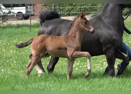 Hanoverian, Stallion, Foal (04/2026), Bay-Dark