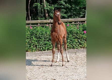 Hanoverian, Stallion, Foal (04/2025), Bay-Dark