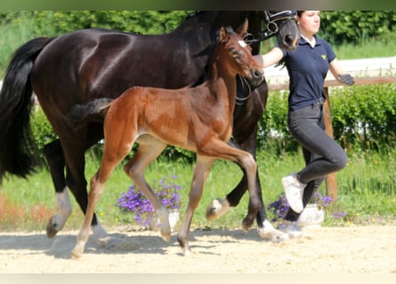 Hanoverian, Stallion, , Bay-Dark