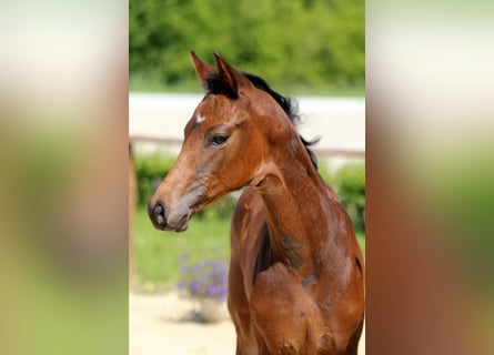 Hanoverian, Stallion, Foal (04/2025), Bay-Dark