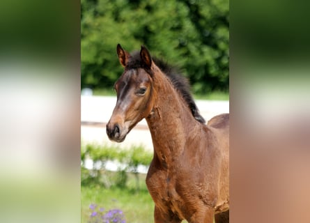Hanoverian, Stallion, Foal (04/2025), Bay-Dark