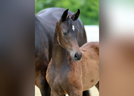 Hanoverian, Stallion, Foal (04/2026), Bay-Dark