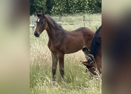 Hanoverian, Stallion, , Bay-Dark