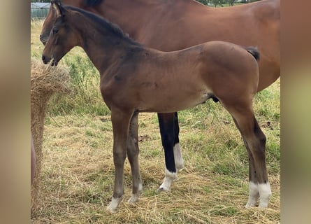 Hanoverian, Stallion, , Bay-Dark