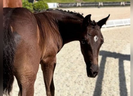 Hanoverian, Stallion, , Bay-Dark
