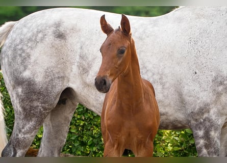 Hanoverian, Stallion, , Bay-Dark