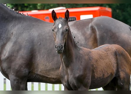 Hanoverian, Stallion, , Bay-Dark
