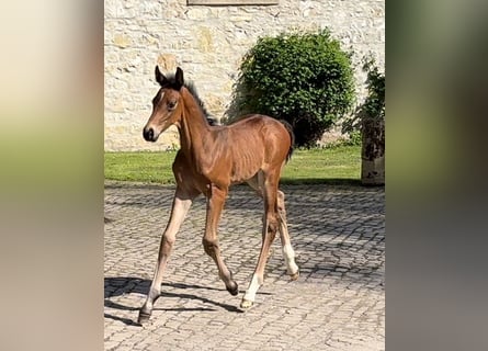 Hanoverian, Stallion, Foal (03/2025), Bay-Dark