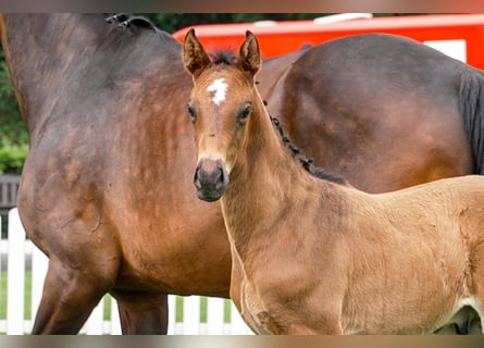 Hanoverian, Stallion, , Bay-Dark
