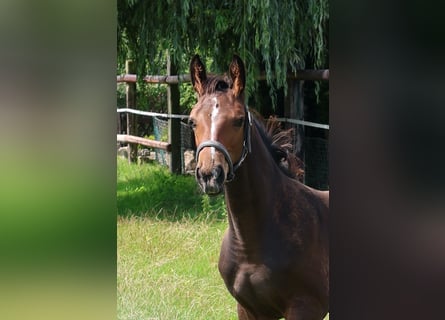 Hanoverian, Stallion, Foal (05/2025), Bay-Dark