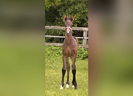 Hanoverian, Stallion, Foal (05/2026), Bay-Dark