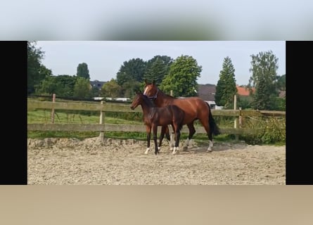 Hanoverian, Stallion, Foal (03/2024), Bay-Dark