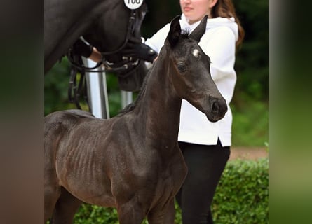 Hanoverian, Stallion, Foal (06/2024), Black