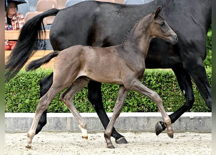 Hanoverian, Stallion, Foal (06/2025), Black
