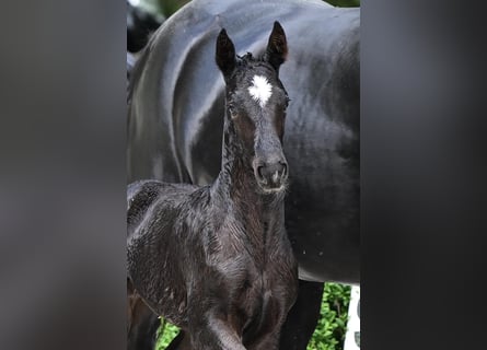 Hanoverian, Stallion, , Black