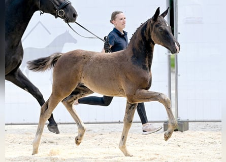 Hanoverian, Stallion, Foal (05/2025), Black