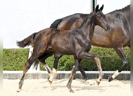 Hanoverian, Stallion, Foal (04/2025), Black