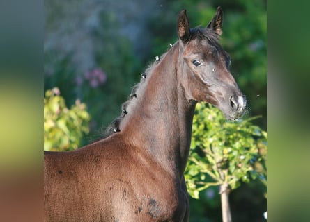 Hanoverian, Stallion, Foal (06/2024), Black