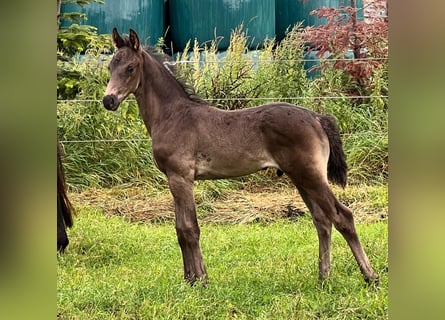 Hanoverian, Stallion, Foal (06/2026), Black