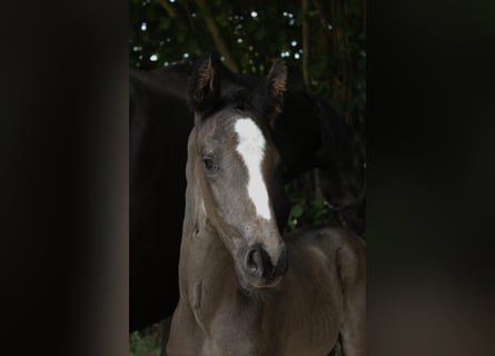 Hanoverian, Stallion, , Black