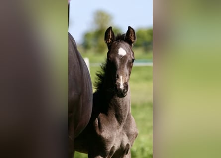 Hanoverian, Stallion, , Black