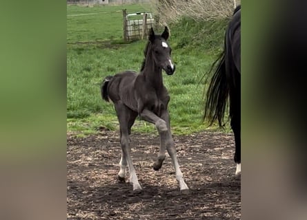 Hanoverian, Stallion, , Black