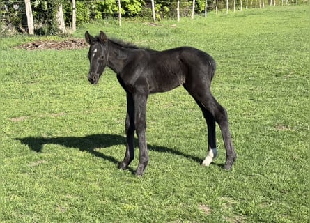 Hanoverian, Stallion, Foal (04/2026), Black