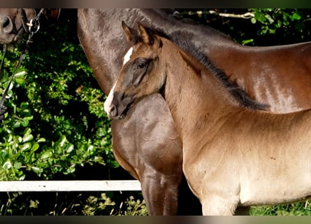 Hanoverian, Stallion, , Black