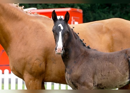 Hanoverian, Stallion, , Black