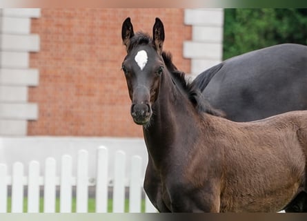 Hanoverian, Stallion, , Black