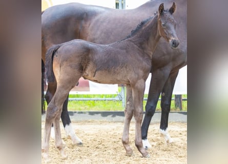 Hanoverian, Stallion, Foal (05/2024), Black