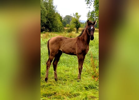 Hanoverian, Stallion, Foal (04/2026), Black