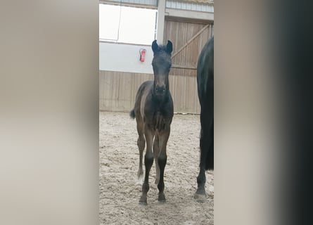 Hanoverian, Stallion, , Black