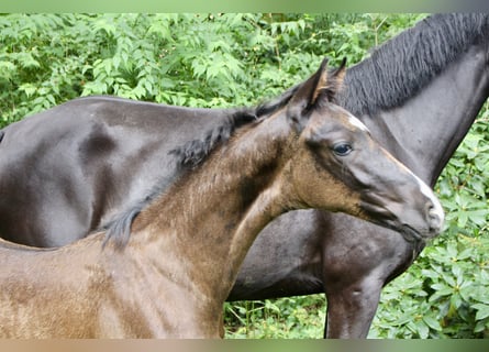 Hanoverian, Stallion, Foal (05/2025), Black