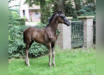 Hanoverian, Stallion, Foal (05/2025), Black