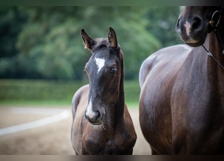 Hanoverian, Stallion, Foal (01/2023), Black