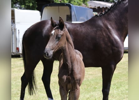 Hanoverian, Stallion, , Black