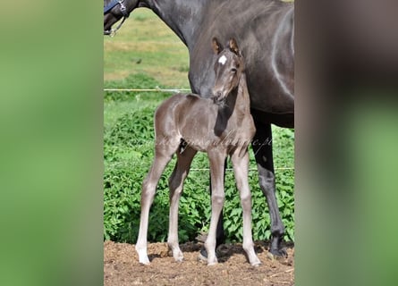 Hanoverian, Stallion, , Black