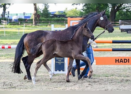 Hanoverian, Stallion, , Black